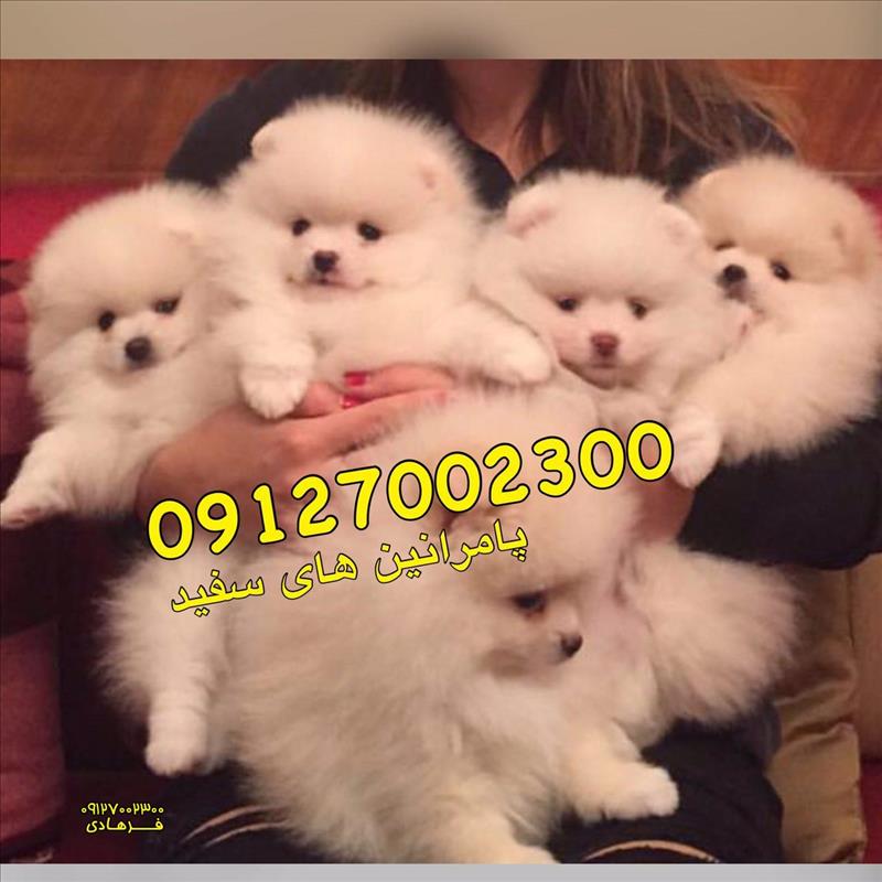 توله های پامرانین سفید