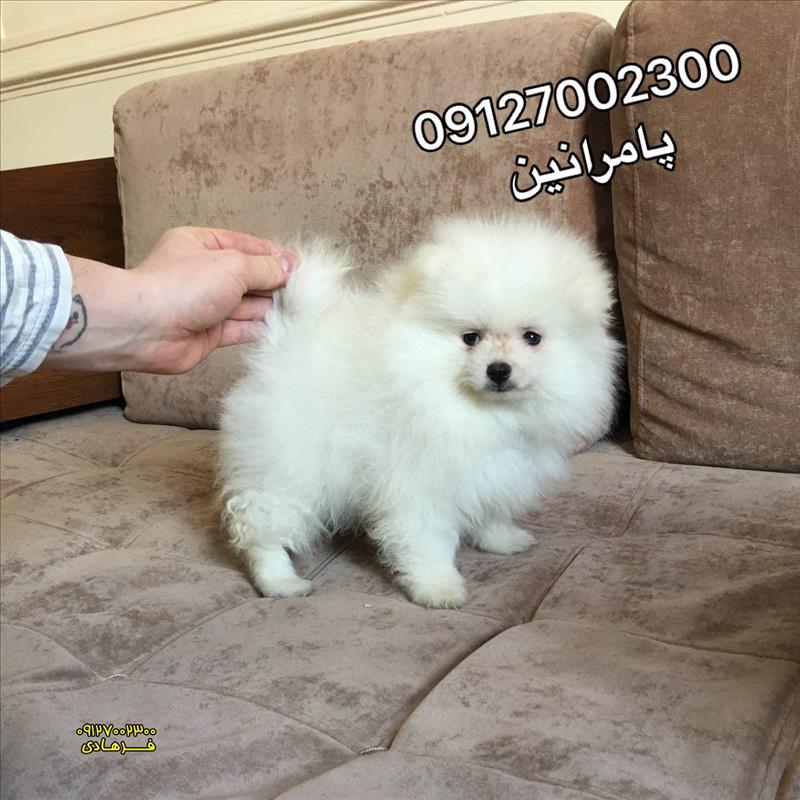 توله پامرانین سفید 