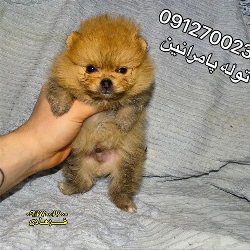 پامرانین توله میکرو سایز