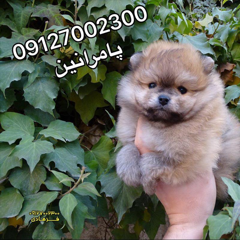 توله پامرانین نر