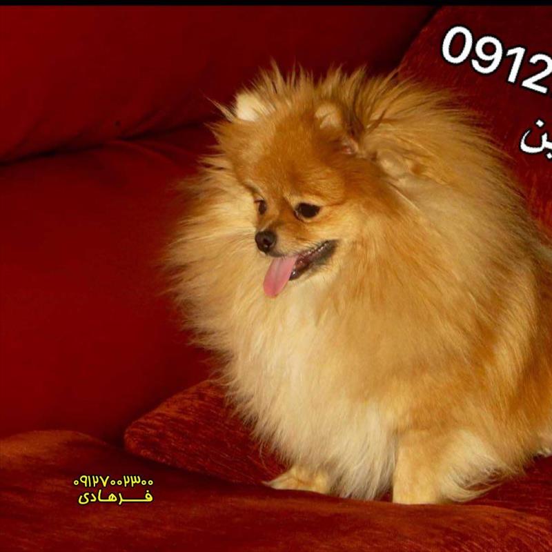 پامرانین روباهی