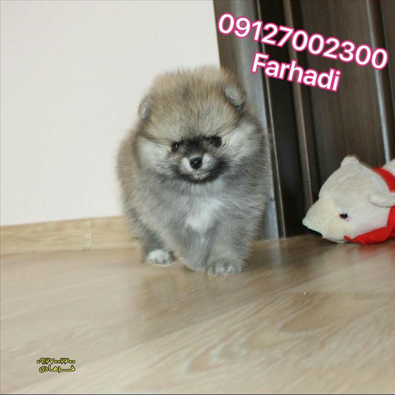 کوچکترین نژاد سگ