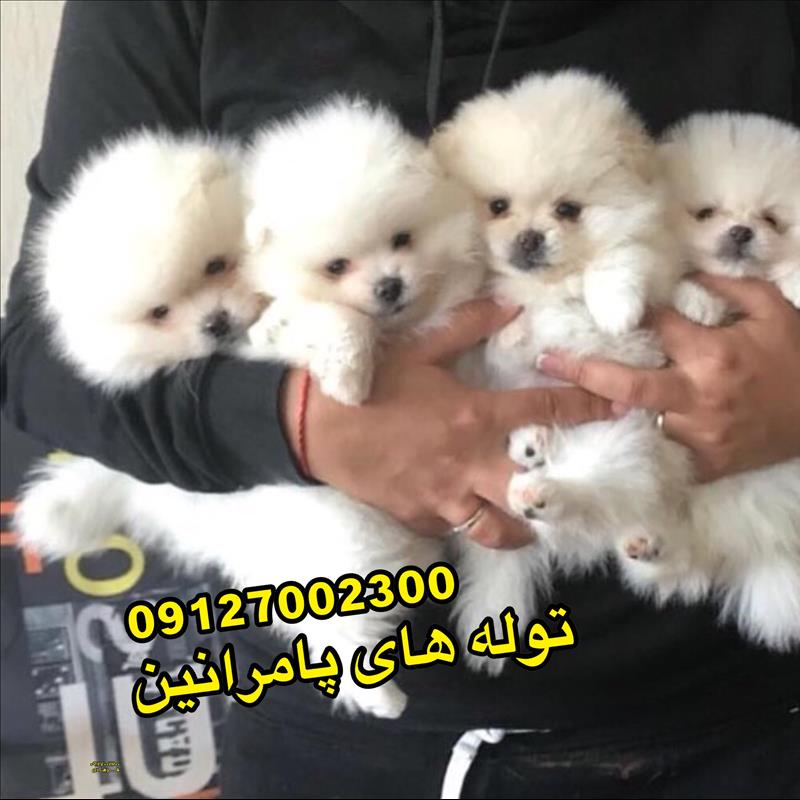 توله پامرانین سفید خرسی 
