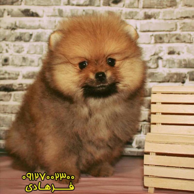 سگ پامرانین 