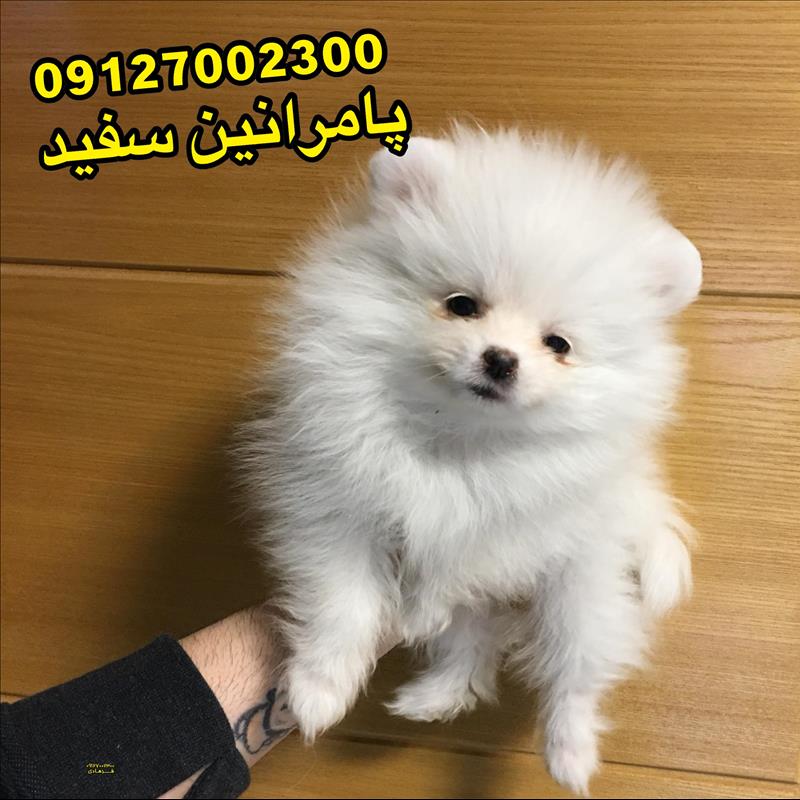 توله پامرانین سفید