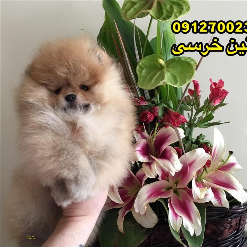 پامرانین سایز ریز