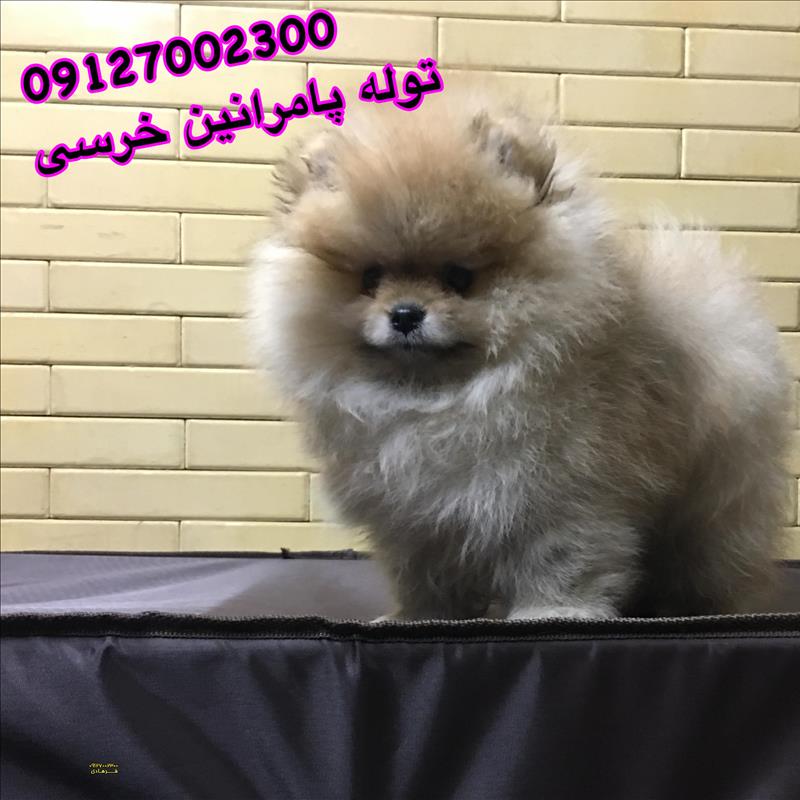 توله پامرانین خرسی 
