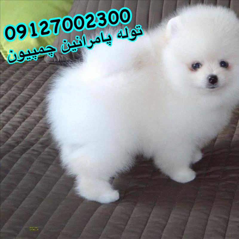 سگ پامرانین خرسی سفید