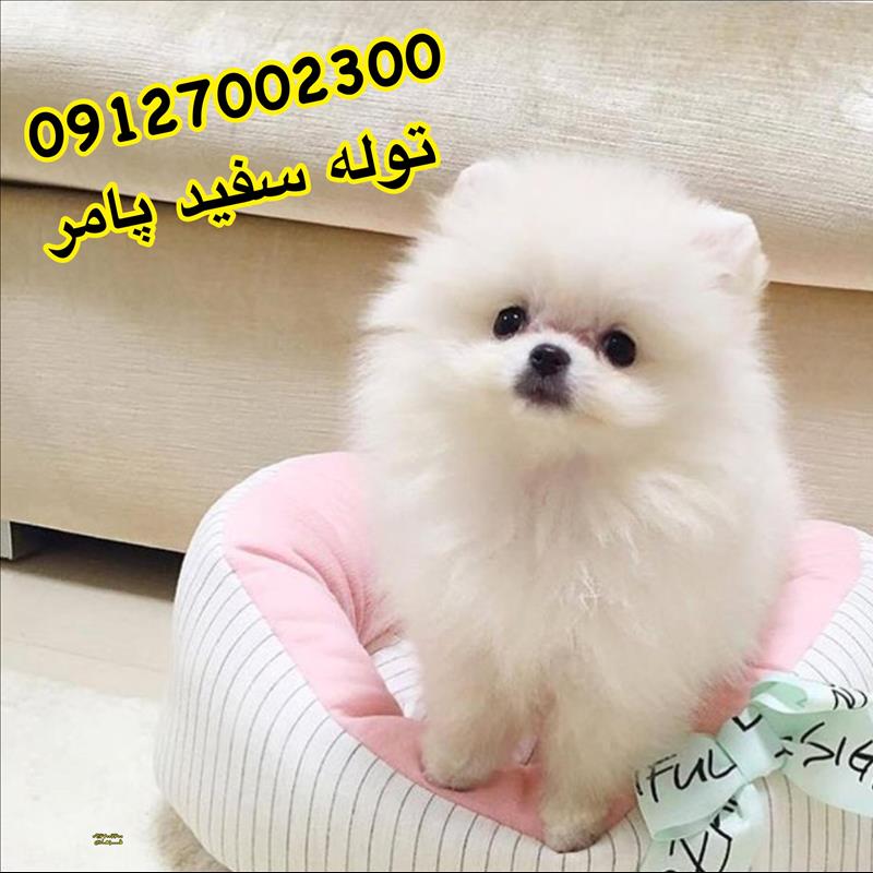 توله پامرانین سفید 