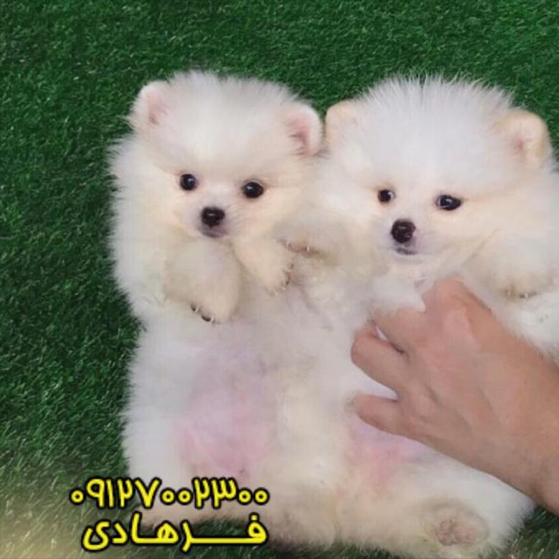 توله های پامرانین سفید. میکرو