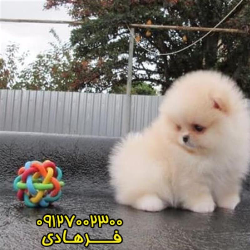 توله پامرانین میکرو