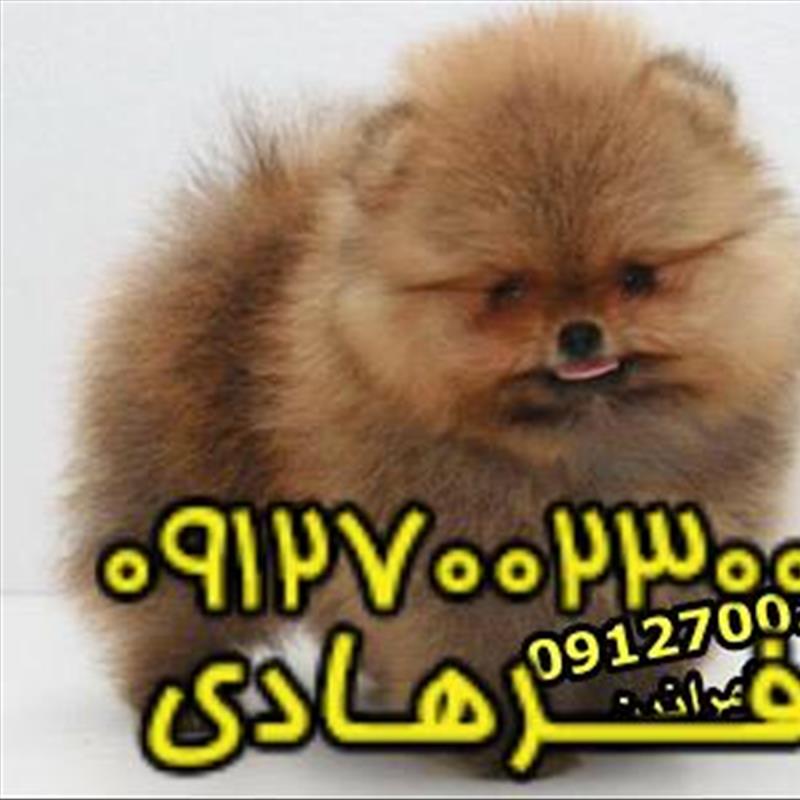 سگ پامرانین خرسی