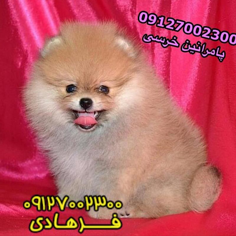 پامرانی بو فیس