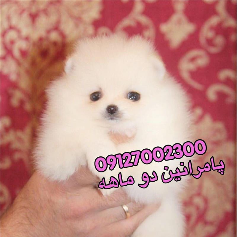 سگ پامرانین