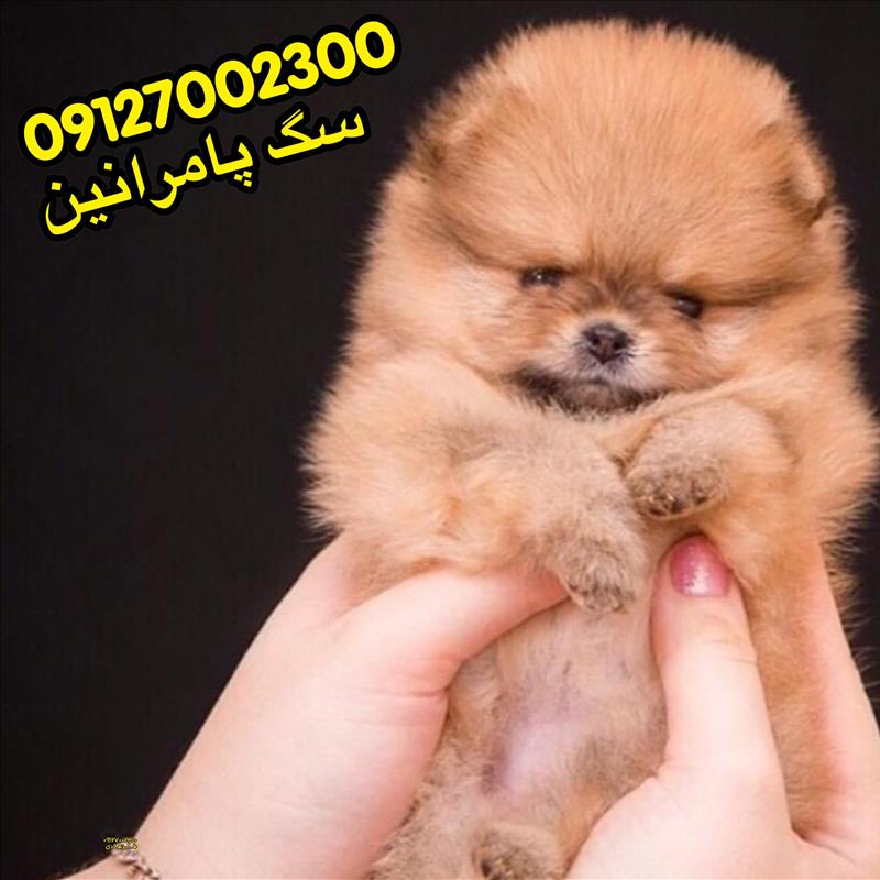 سگ پامرانین خرسی