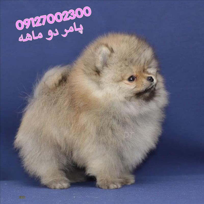 سگ پامرانین خرسی 