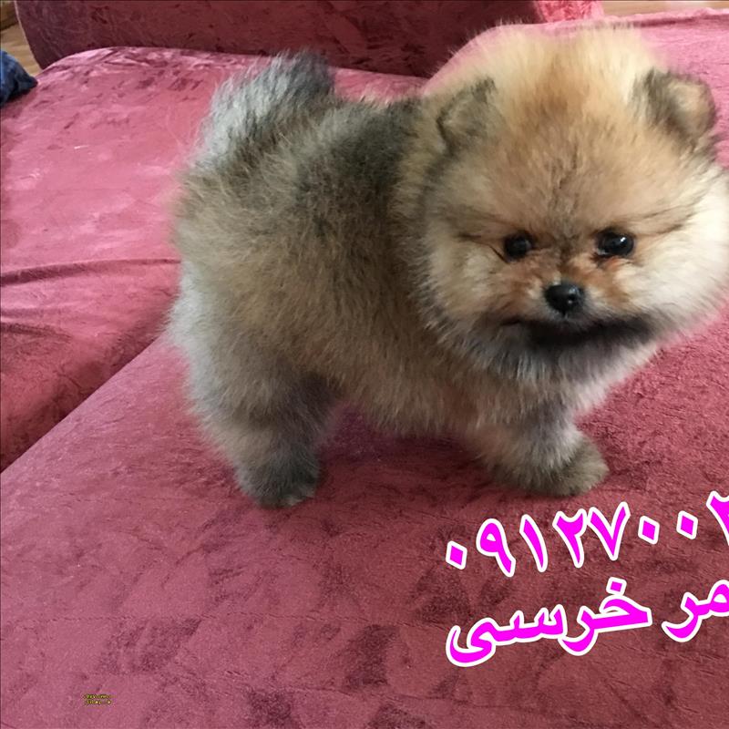 سگ پامرانین دو ماهه