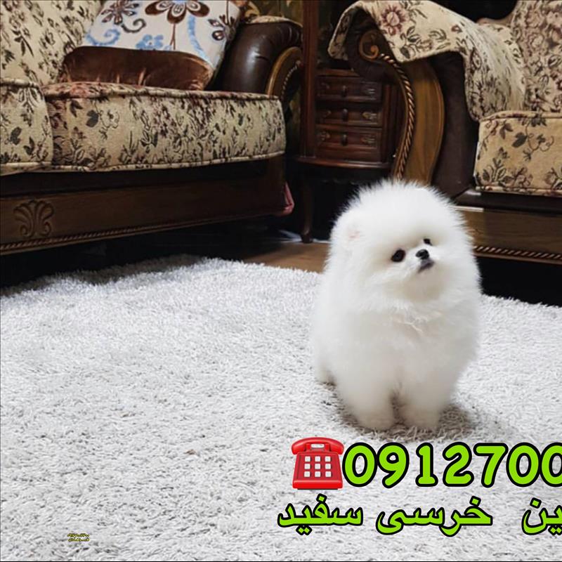 پامرانین خرسی سفید