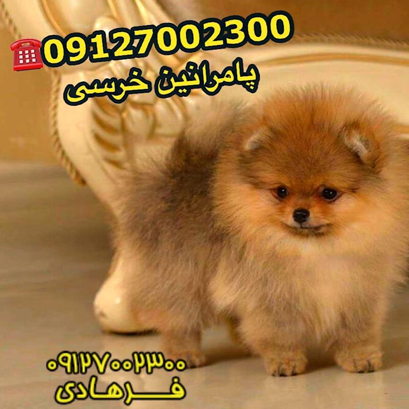 سگ پامرانین 