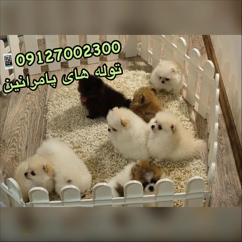 توله های سگ پامرانین