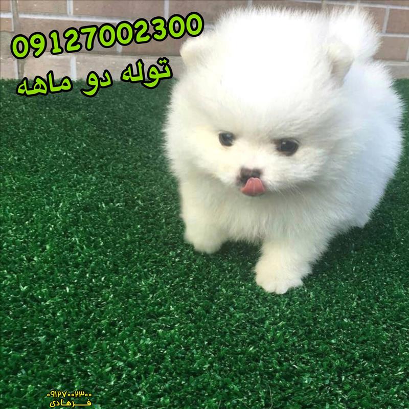 سگ پامرانین توله