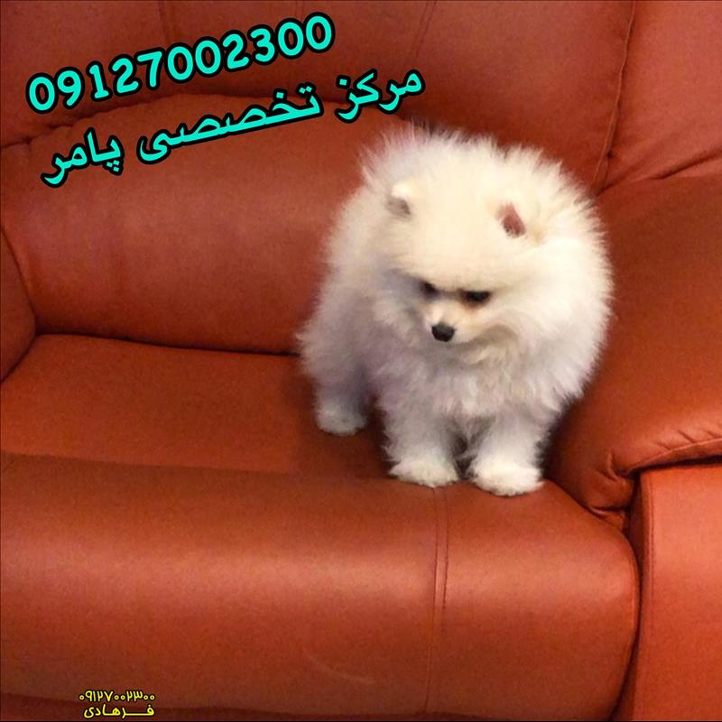 سگ پامرانین سفید خرسی