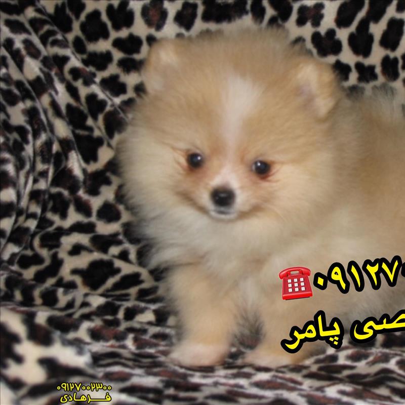 سگ پامر
