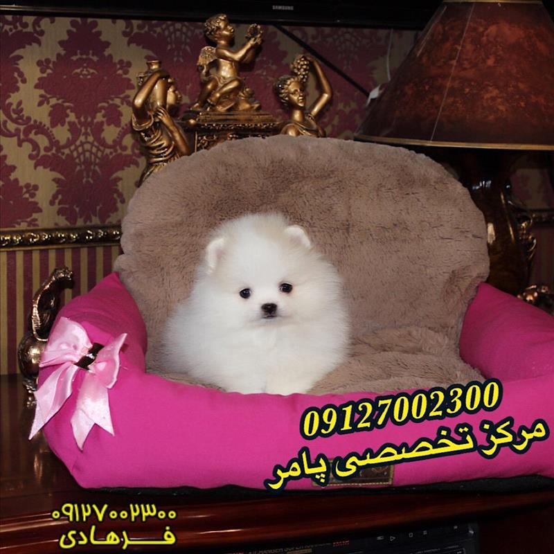 سگ پامر خرسی سفید
