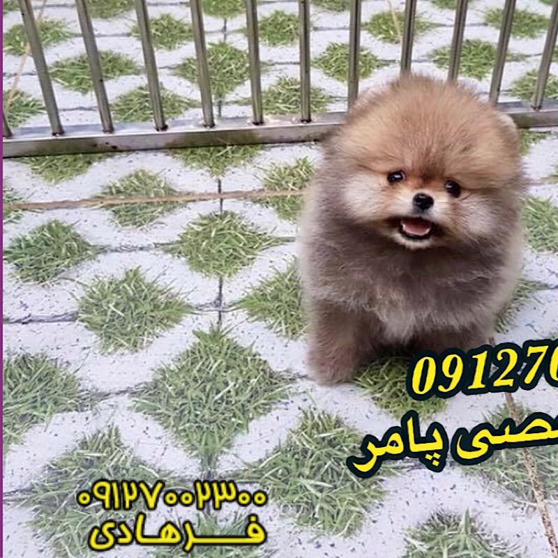 سگ پامر میکرو