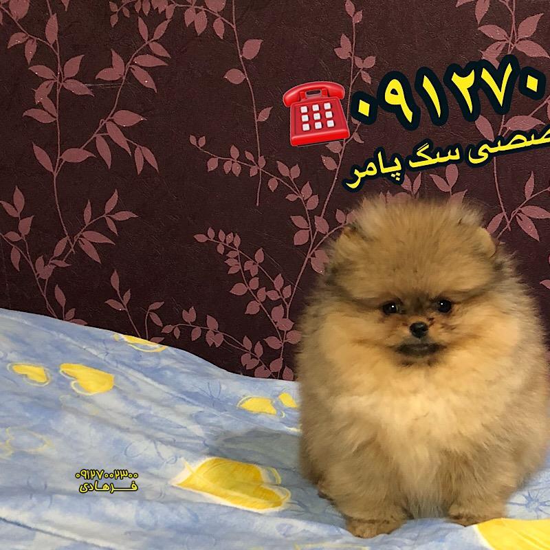 سگ پامرانین حنایی رنگ 
