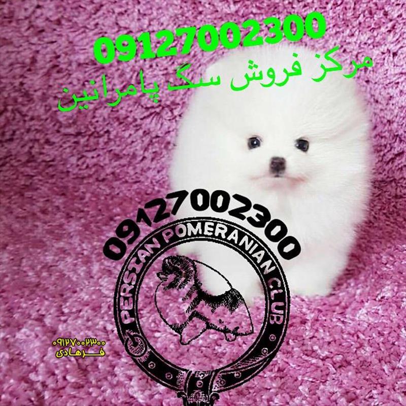 سگ پامرانین خرسی