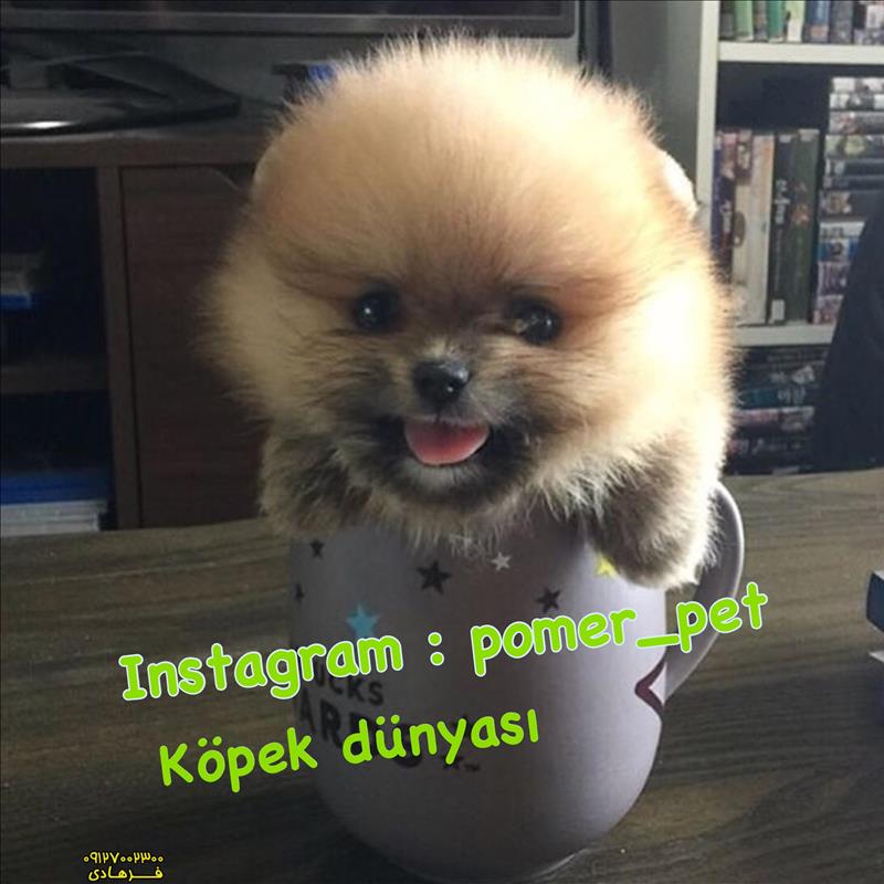Köpek satışı pomeranıan