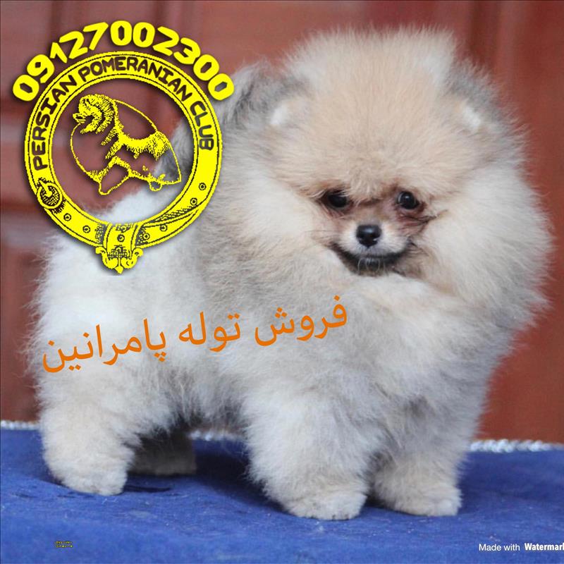 سگ پامرانین خرسی برای فروش