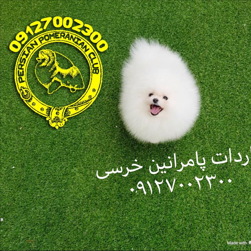 سگ بو فروشی
