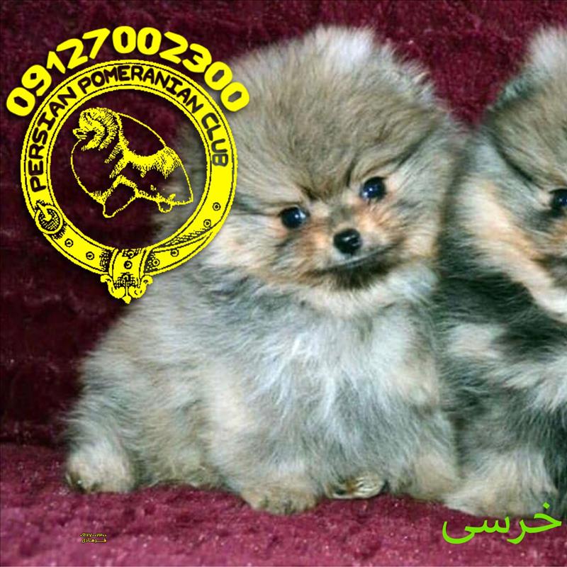 پامر خرسی بو فیس