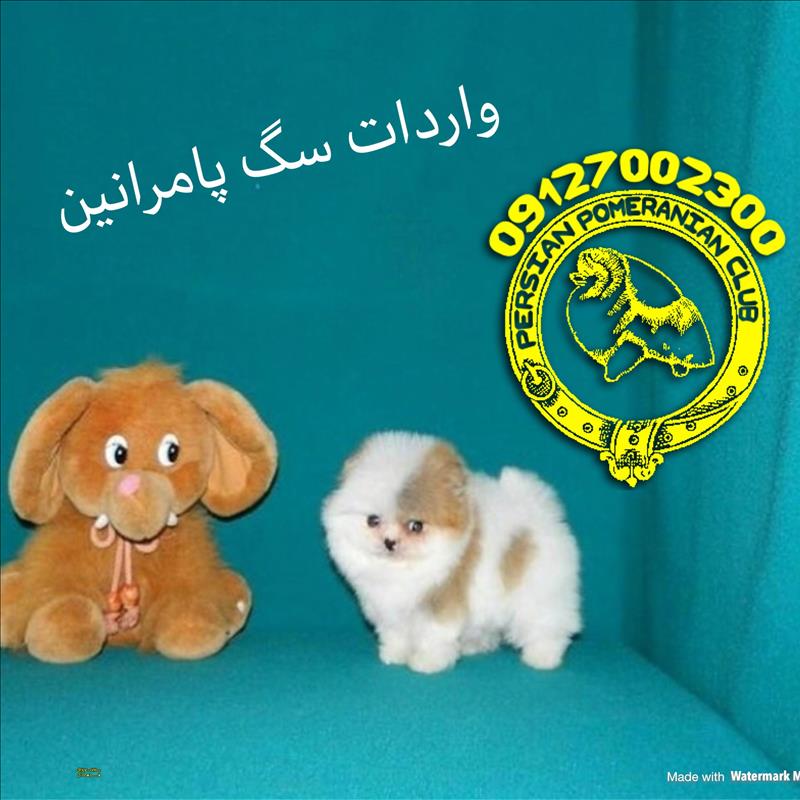 فروش سگ پامرانین خرسی سفید بو فیس