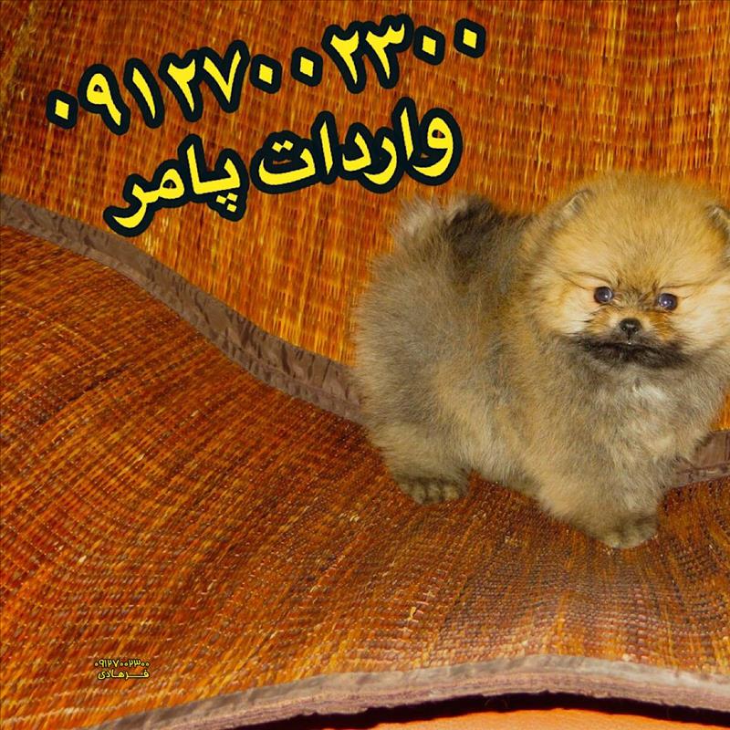 سگ پامرانین خرسی فروش