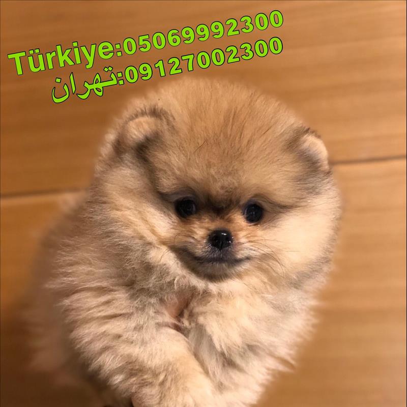 فروش توله پامرانین سه ماهه