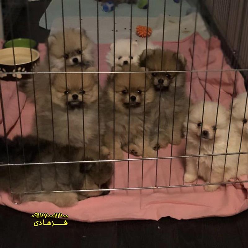 سگ پامرانین خرسی اصیل