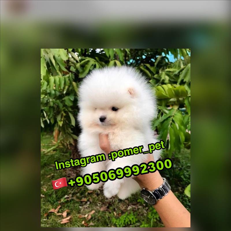 فروش پامرانین در ترکیه