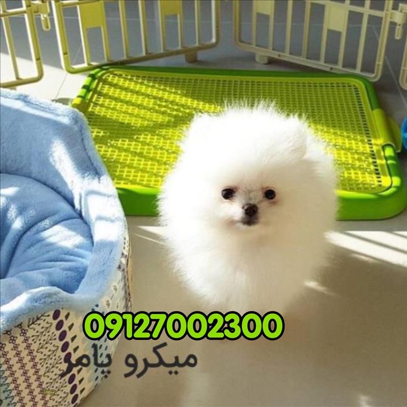 فروش سگ پامرانین خالص