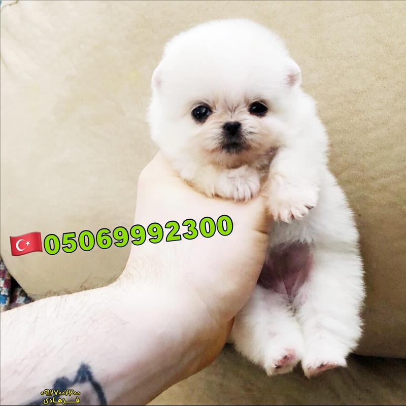 پامرانین خرسی سفید
