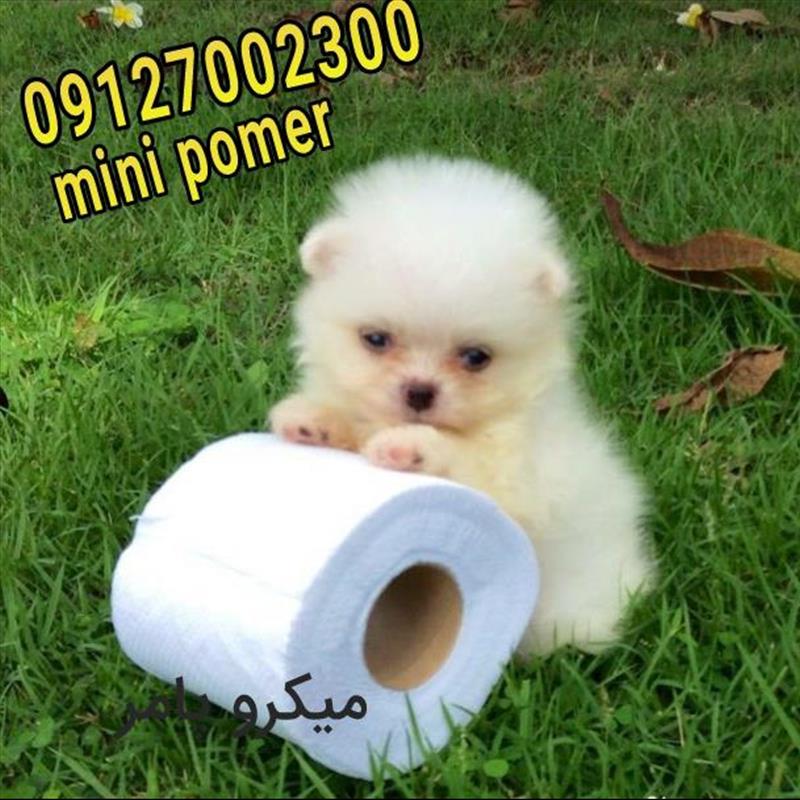 پامرانین فروشی