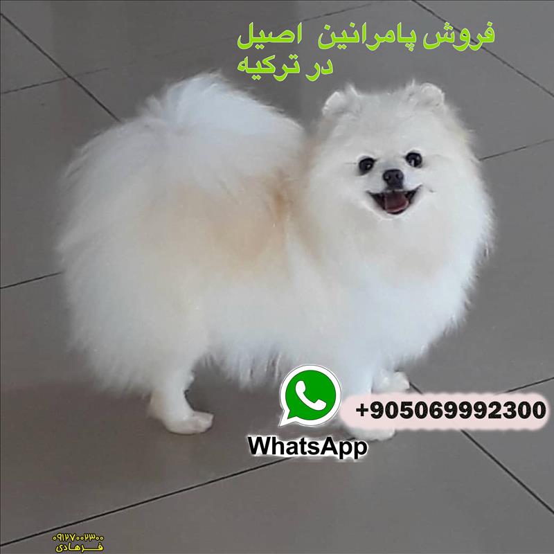 فروش سگ پامرانین سفید 