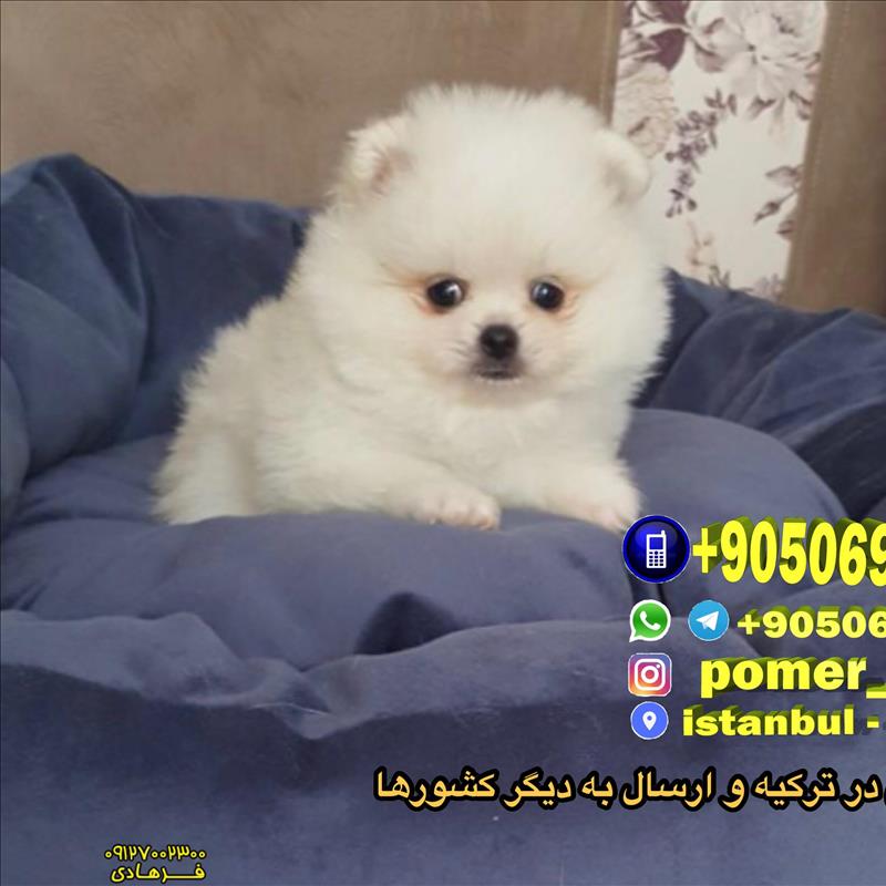 پامرانین خرسی توله 