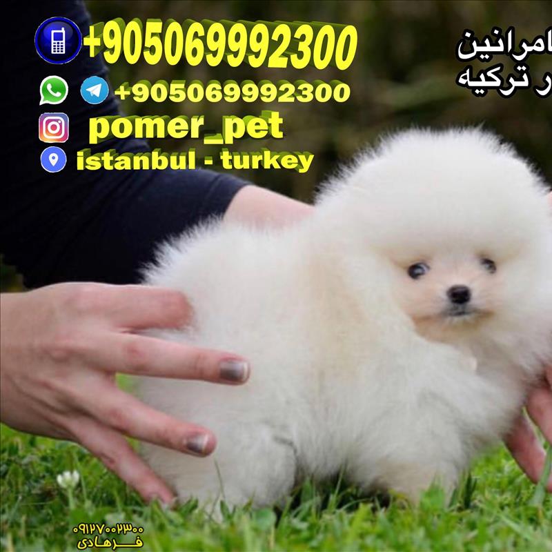 پامرانین سفید خالص بو فیس