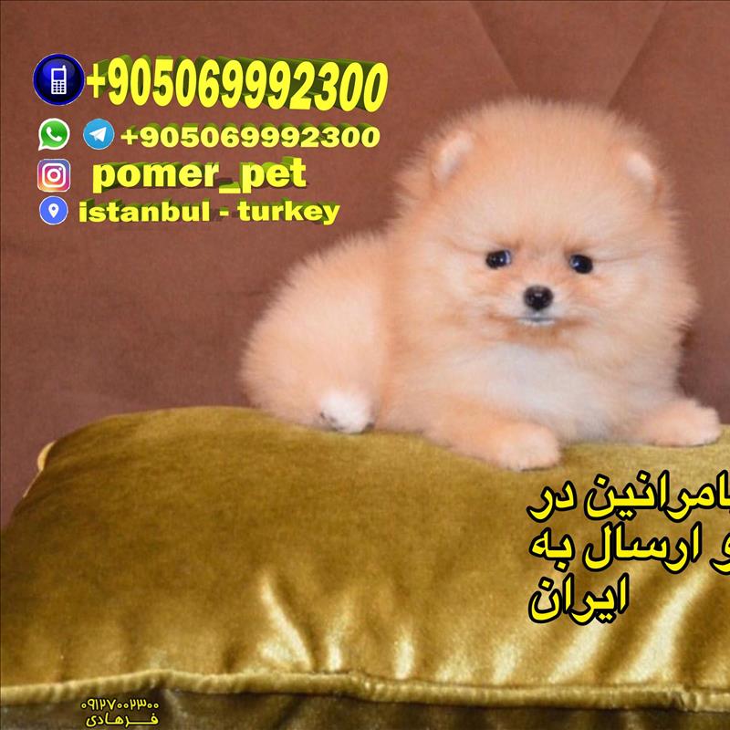 صادرات و فروش سگ پامرانین به دیگر کشورها از ترکیه