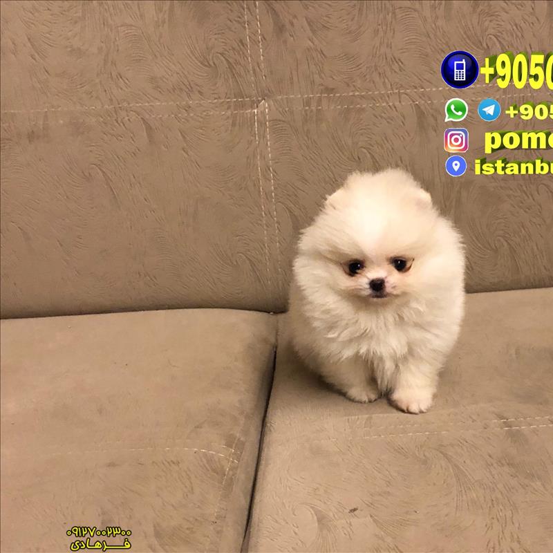 توله پامرانین خرسی بو