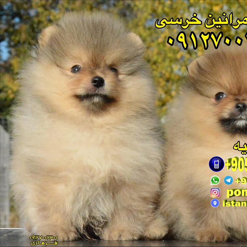 سگ پامرانین خرسی