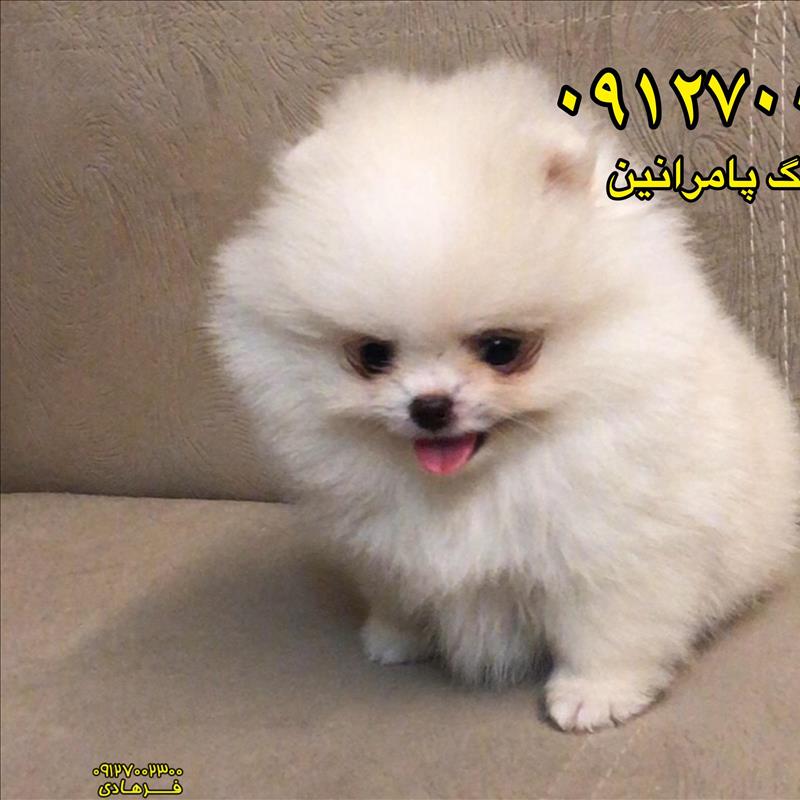 پامرانین خرسی سفید فروشی